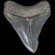 Serrated, Megalodon Tooth - South Carolina #39985-1